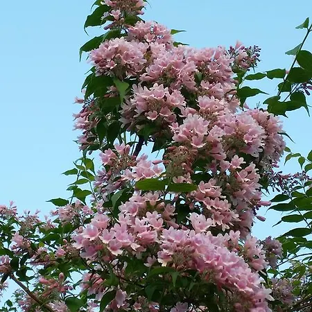 Privatunterkunft Gartenidylle In