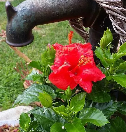Gartenidylle In
