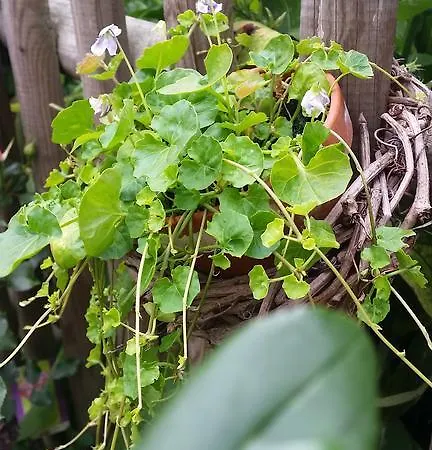 Privatunterkunft Gartenidylle In